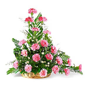 Beautiful Pink Carnations