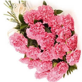 Lovely Pink  Carnations