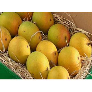 36 Pieces of Alphanso Mango