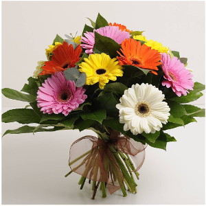 12 MultiColored Gerberas Bunch