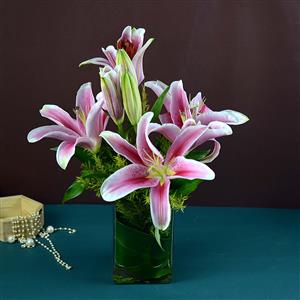 Audacious Lilies