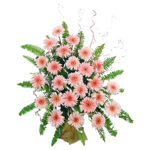 25 peach gerbera basket