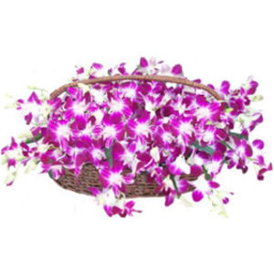 100 Purple Orchids in Basket