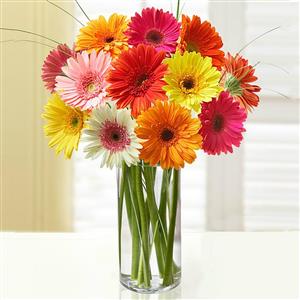 Colours Of Joy (Midnight)