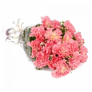 24 Pcs of Pink Carnation Bunch