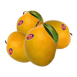 Alphanso Mango