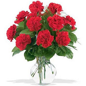 Carnation Fantasy