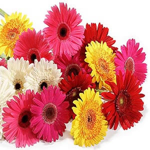 Multi coloured Gerberas