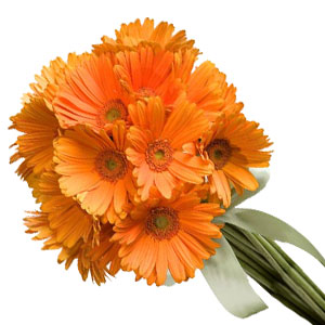 Orange Gerberas