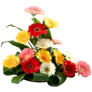 Gorgeous Gerberas Arrangement