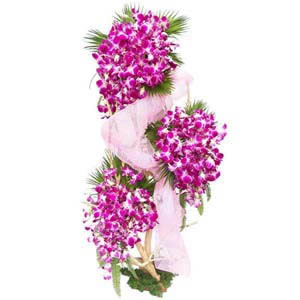 Beautiful Orchids