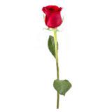 Single Red Rose