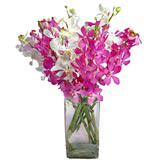 Exclusive Orchids  