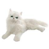 Kitty Kitty