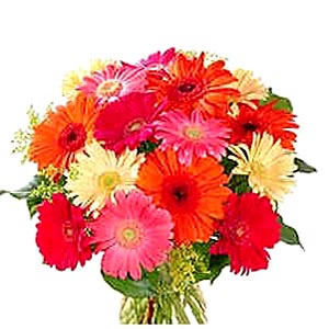 Colourful Gerberas