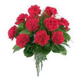 Send Red Carnations Bunch Flowers to Fatehpur Send Red Carnations Bunch Flowers to Fatehpur