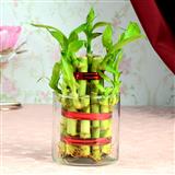 Send 2 Layer Lucky Bamboo Home Decor to Elavur Send 2 Layer Lucky Bamboo Home Decor to Elavur