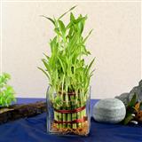 Send 3 Layer Lucky Bamboo Home Decor to Vadnagar Send 3 Layer Lucky Bamboo Home Decor to Vadnagar