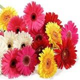 Send Multi coloured Gerberas Flowers to Chennai Send Multi coloured Gerberas Flowers to Chennai