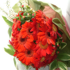 Send Red Gerbera Bouquet to Hyderabad