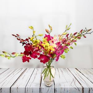 Send Mixed Dendrobium Orchids to Hyderabad