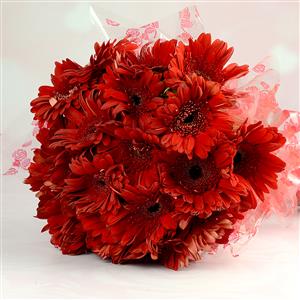 Send 25 Red Gerberas Bunch to Hyderabad