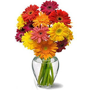  Cheery Gerbera Daisies 