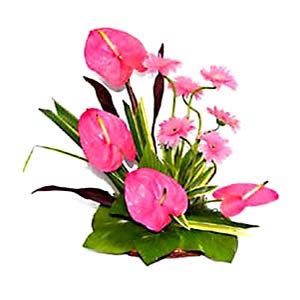 Marvel in Pink (Midnight)