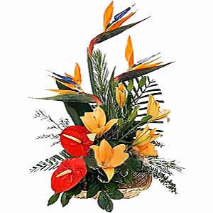 Exotic Beauties (Midnight)