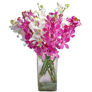  Exclusive Orchids   