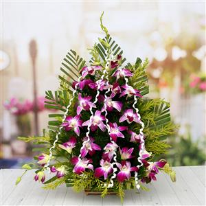 Send Ravishing Orchids to Hyderabad