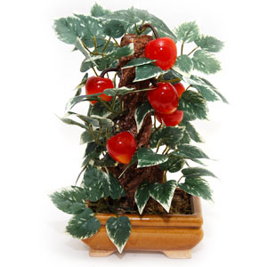  Send Bonsai Tree Mumbai 