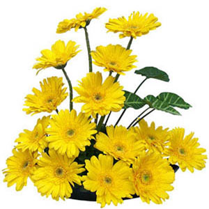 Send Bright  Gerberas to Hyderabad