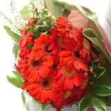 Red Gerbera Bouquet