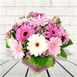 Assorted Pink Gerbera Bouquet