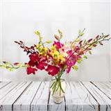 Mixed Dendrobium Orchids