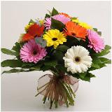 12 MultiColored Gerberas Bunch
