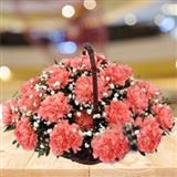 24 Pink Carnations
