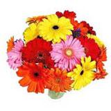 Send 15 Gerberas Bunch - Special to Mumbai