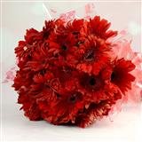 25 Red Gerberas Bunch