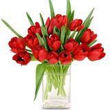 Send Radiant Red Tulips to Usa