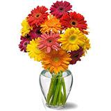 Send Cheery Gerbera Daisies to Usa