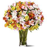 Send Radiant Peruvian Lilies to Usa