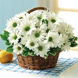 Send White Daisy Basket to Usa