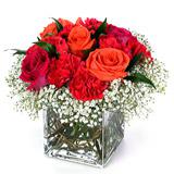Send Rich and Rosy to Usa