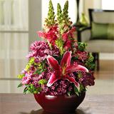 Send Blushing Beauty to Usa