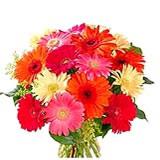 Colourful Gerberas