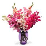 Romance Mokara Orchids (Midnight)