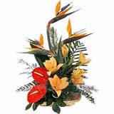 Exotic Beauties (Midnight)