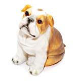 Lovable Doggy